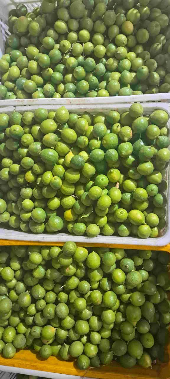 تاراج لیمو
